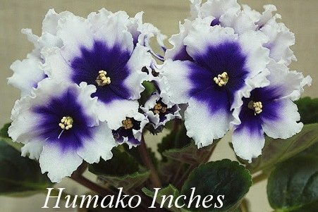 Humako Inches Фиалка Фото